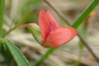 Lathyrus sphaericus