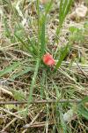 Lathyrus sphaericus