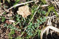 Poterium sanguisorba