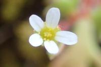 Saxifraga tridactylites
