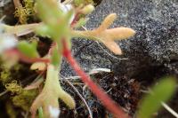 Saxifraga tridactylites