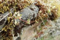 Saxifraga tridactylites