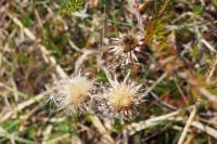 Carlina vulgaris