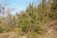 Juniperus communis