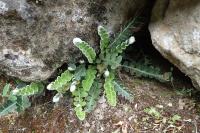 Asplenium ceterach