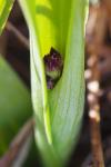 Orchis purpurea
