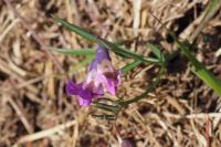 Lathyrus linifolius