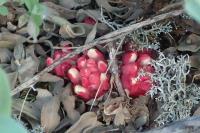 Cytinus hypocistis subsp. clusii