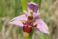 Ophrys scolopax