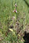 Ophrys scolopax