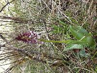 Orchis purpurea