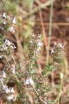 Thymus vulgaris