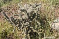 Cylindropuntia imbricata