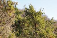 Juniperus communis