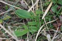 Anthyllis vulneraria