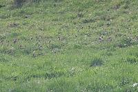 Fritillaria meleagris