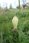 Fritillaria meleagris