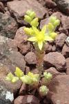 Sedum acre