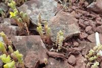 Sedum acre