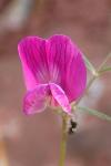 Vicia peregrina
