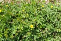 Potentilla reptans