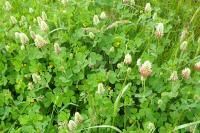 Trifolium incarnatum
