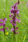 Anacamptis morio