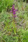 Anacamptis morio