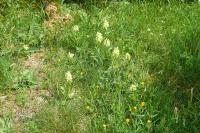 Dactylorhiza sambucina