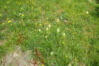 Dactylorhiza sambucina