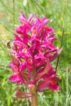 Dactylorhiza sambucina