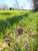 Fritillaria meleagris