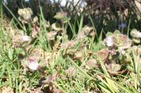 Veronica hederifolia