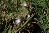 Veronica hederifolia