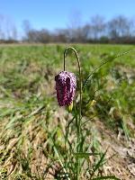 Fritillaria meleagris