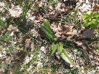 Himantoglossum hircinum