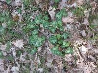 Cyclamen hederifolium