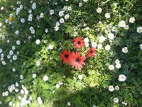 Anemone hortensis subsp. pavonina