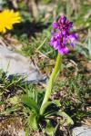 Orchis mascula