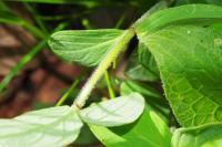Hypericum hirsutum