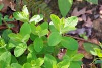 Hypericum hirsutum