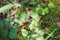 Aquilegia vulgaris