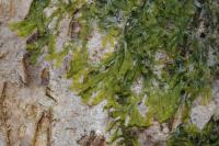 Metzgeria furcata