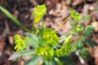 Euphorbia amygdaloides