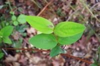 Hypericum androsaemum