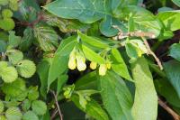 Symphytum tuberosum