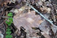 Torminalis glaberrima
