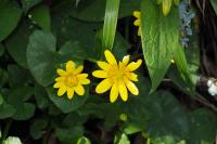 Ficaria verna