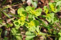 Euphorbia helioscopia