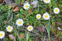 Bellis perennis